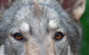 5263352620_37b7d483a2_z