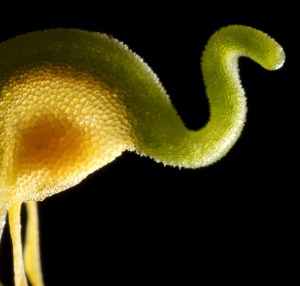 4c2b0-concorso-evolutivo