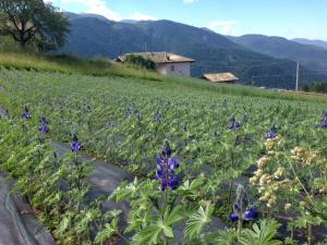 Le mani nella lana (3)