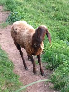 Le mani nella lana (5)