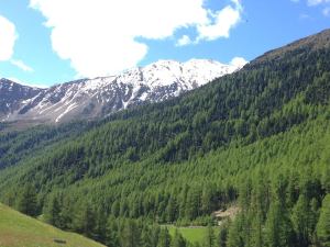 Pastore alta quota (2)