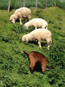 Pastore alta quota (4)